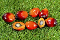 BIO Olej palmowy czerwony 30 ml