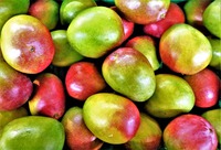 BIO Krem balsamiczny - mango 100 ml